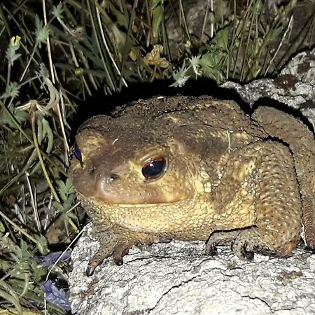 Apartamentos Rurales Ecopangea Valverde de la Vera エクステリア 写真