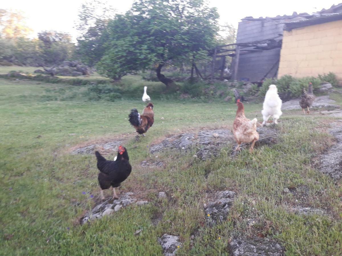 Apartamentos Rurales Ecopangea Valverde de la Vera エクステリア 写真
